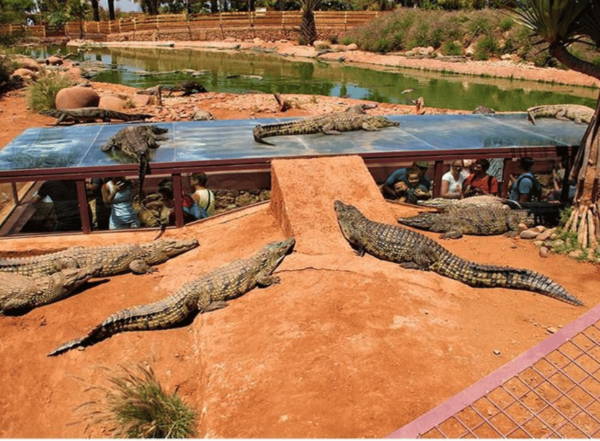 Crocoparc d'Agadir - Image 3